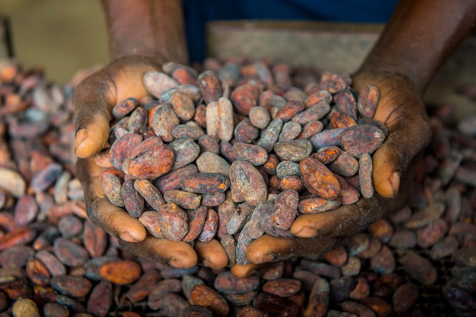 Woman holding freshly harvested cocoa beans in her hands, showing the quality and texture of Dominican cocoa