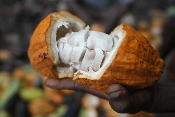 Opened yellow cacao pod held in a hand, showing fresh white cocoa beans (mucilage); hygienic pod-breaking step